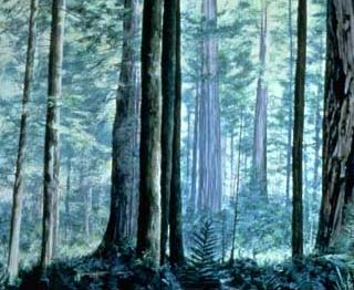 Lesy měsíce Endor